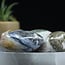 Ocean (Sea Sediment Marine) Jasper Palm Pillow Stones XL - Gallett