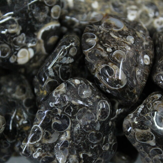 Turritella Agate - Large