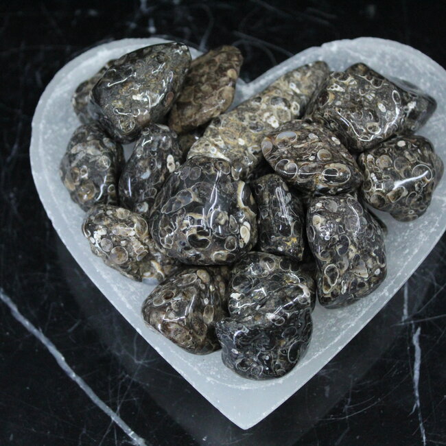 Turritella Agate - Large