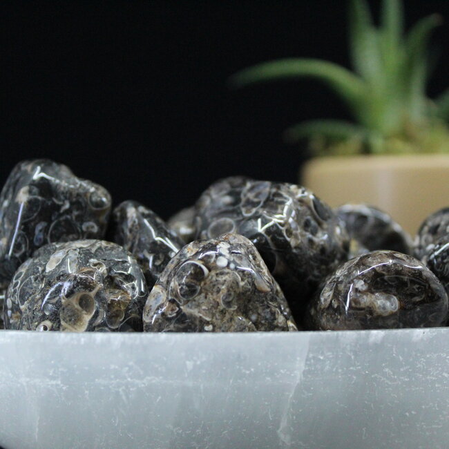 Turritella Agate - Large