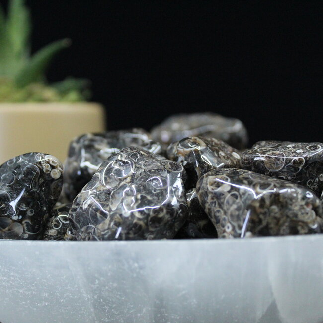 Turritella Agate - Large