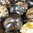 Blue Zebra Amber - Tumbled