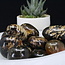 Blue Zebra Amber - Tumbled