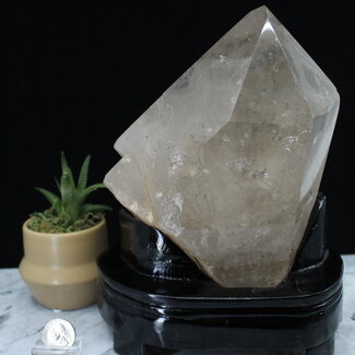 Smoky Quartz with Gold Rutile Rutilated Specimen on Black Stand - Free Form