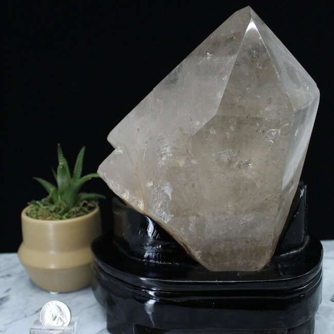 Smoky (Smokey) Quartz with Gold (Golden Rutile) Rutilated Quartz Specimen on Black Stand - Free Form Display