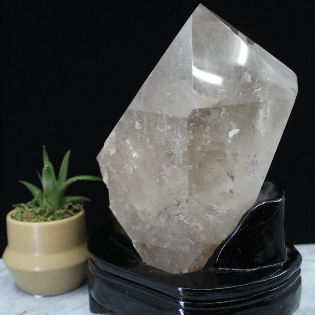 Smoky (Smokey) Quartz with Gold (Golden Rutile) Rutilated Quartz Specimen on Black Stand - Free Form Display