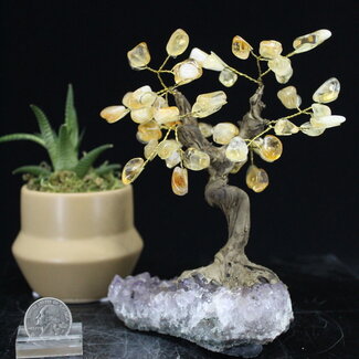 Citrine Bonsai Tree on Amethyst - 5-6" Large