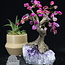 Pink Agate (Dyed) Bonsai Tree on Amethyst - 5-6" Large