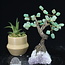 Green Aventurine Bonsai Tree on Amethyst - 5-6" Large