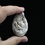 Snail Shell Polished A Grade 2-2.5"