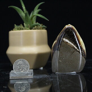 Septarian Jasper (Dragon Stone) Free Form - Small (2.5-3")