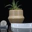 Selenite (Satin Spar Gypsum) Charging Disks Plates Station - 4" Crescent Moon Seed Flower of Life Medium