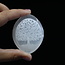 Selenite (Satin Spar Gypsum) Palm Pillow Pocket Stone - Tree of Life Engraved 1.5"