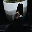 Fire Agate Ring - Size 6.5 - Sterling Silver Bezel Set Natural