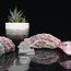 Pink Cobaltoan (Cobaltian Cobalto Salrose) Calcite - Medium Rough Raw Natural