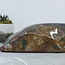 Bloodstone/Heliotrope Specimen Large Polished #2
