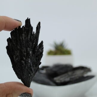 Black Kyanite Fan Large (3"-4") -Rough Raw Natural