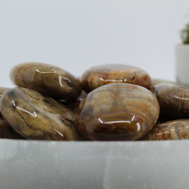 Petrified Wood Palm Pillow Pocket Stone