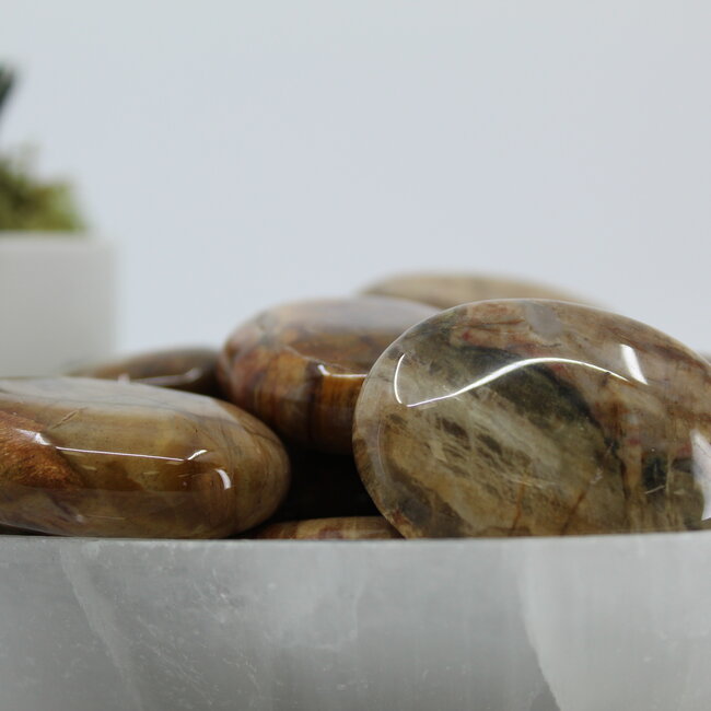 Petrified Wood Palm Pillow Pocket Stone