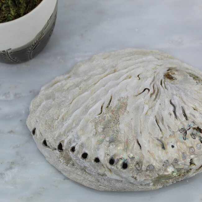 Green Abalone Smudge Sage Shell - 4-5"