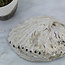 Green Abalone Smudge Sage Shell - 4-5"