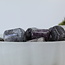 Garnet in Arfvedsonite (Fireworks Stone) - Tumbled