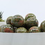 Unakite Jasper Sphere Orb - 30mm