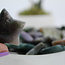 Ocean (Sea Sediment Marine) Jasper Stars - Medium