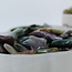 Ocean (Sea Sediment Marine) Jasper Stars - Medium