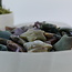 Ocean (Sea Sediment Marine) Jasper Stars - Medium