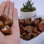 Tigers Skin Tail Jasper - Tumbled