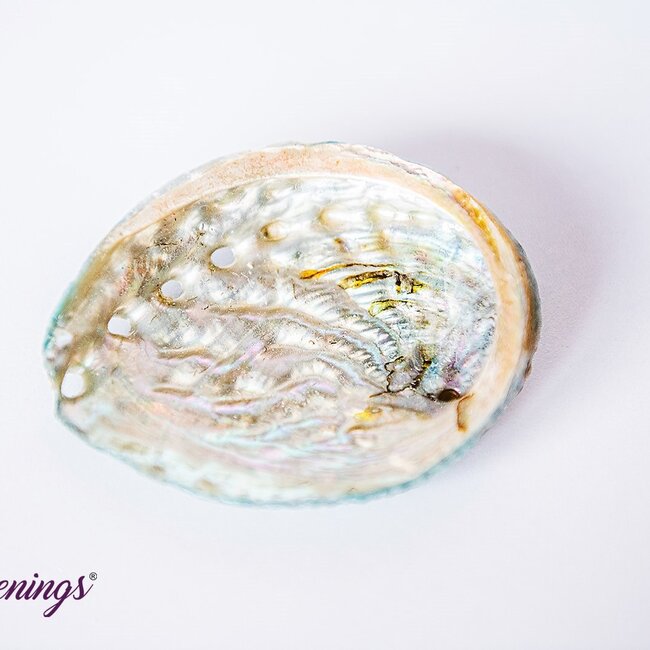 Green Abalone Smudge Sage Shell - 4-5"