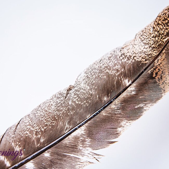 Brown Sage Smudge Smudging Turkey Feather