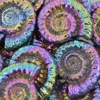 Titanium/Aura Ammonite- Small (1") Rough Raw Natural