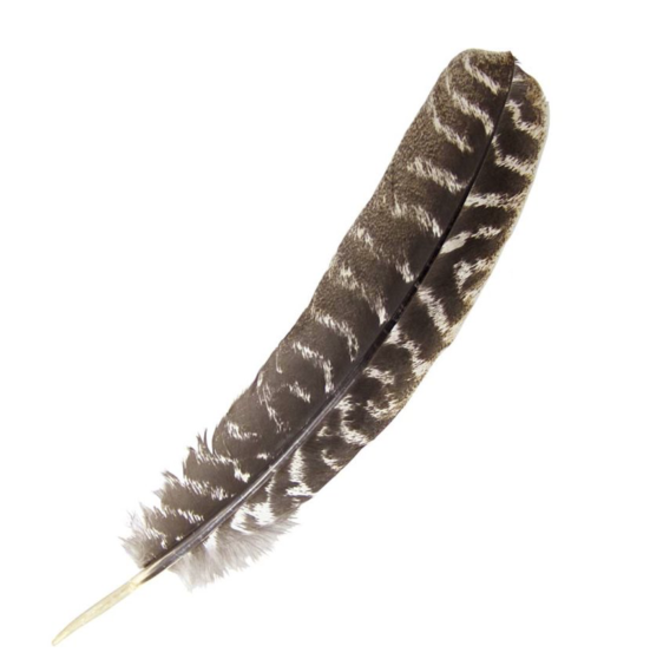Brown Sage Smudge Smudging Turkey Feather