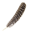 Brown Sage/Smudge/Smudging Turkey Feather