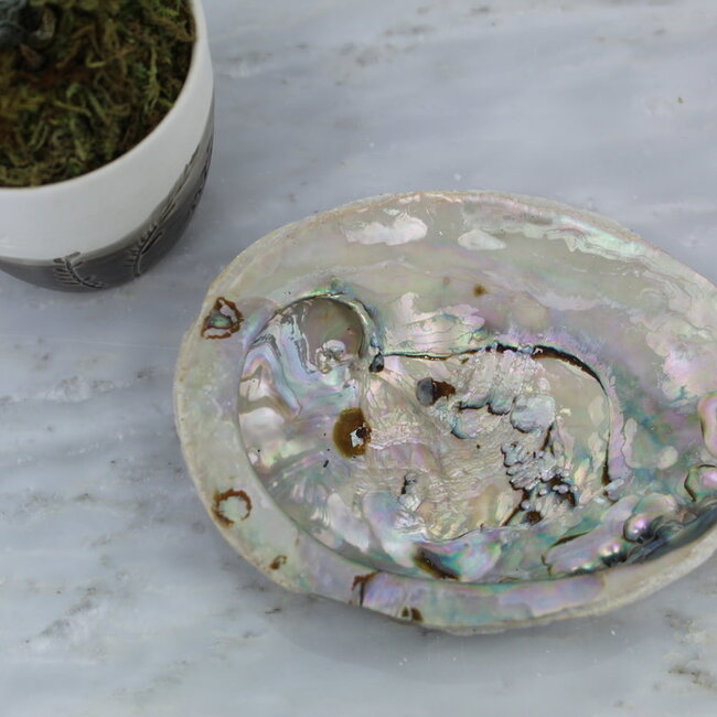 Green Abalone Smudge Sage Shell - 4-5"