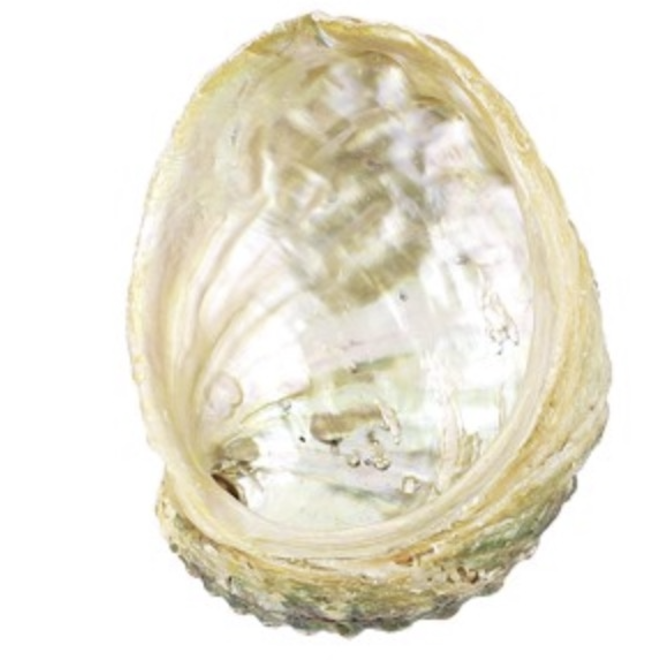 Abalone Smudge/Sage Shell-Medium 4-5"