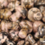 Rhodonite Mushrooms - Mini
