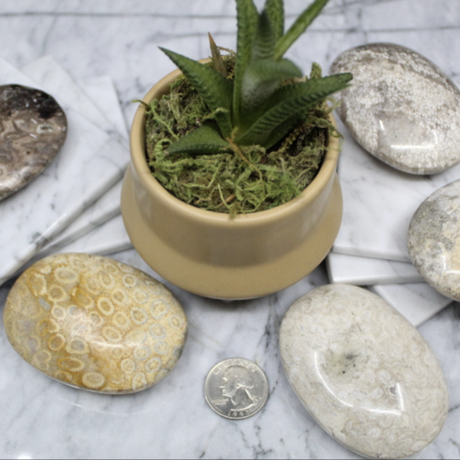 Fossilized Fossil Coral Palm Pillow Pocket Stone
