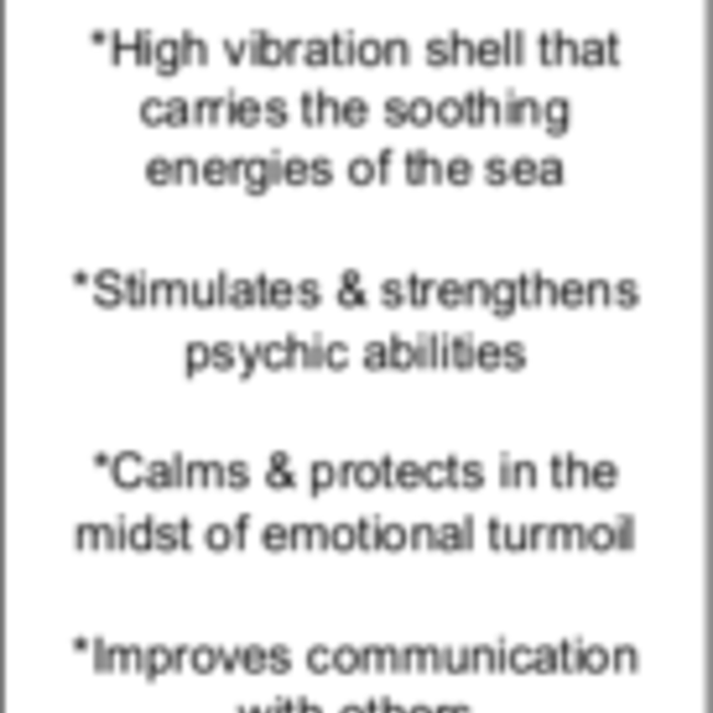 Green Abalone Smudge Sage Shell - 4-5"