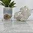 Clear Quartz Clusters -  Medium/Large (4")