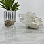 Clear Quartz Clusters -  Medium/Large (4")