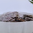 Lepidolite (Purple Mica)  - Slab Slice Flat - Rough Raw Natural