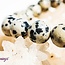 Dalmatian Jasper Bracelets - 8mm