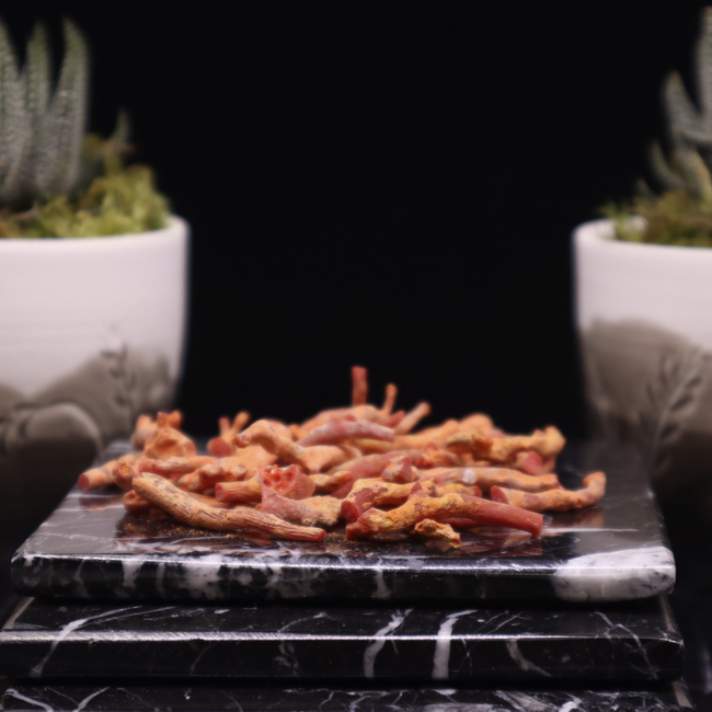 Red Coral - Stick Natural Rough Raw