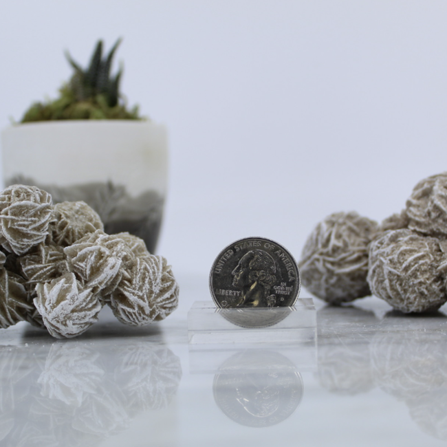 Desert Rose Gypsum Cluster- Large Rough Raw Natural