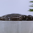 Smoky (Smokey) Quartz Palm Pillow Pocket Stones