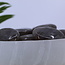 Smoky (Smokey) Quartz Palm Pillow Pocket Stones