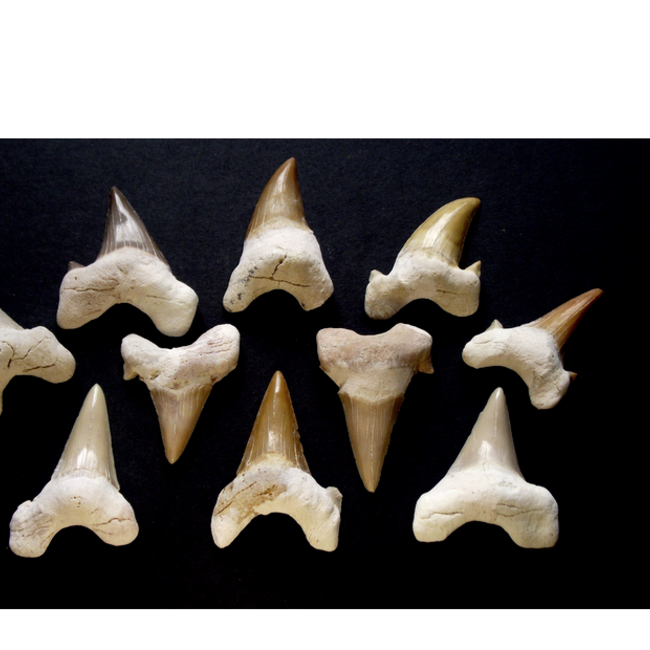 Shark Tooth Teeth - Fossil